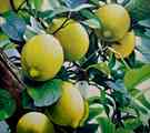 Limoneto - olio su tela cm.40x45 5.jpg